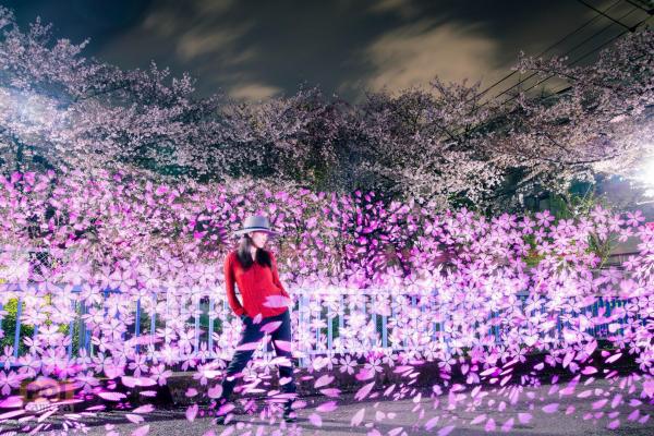 2016-04-08 桜ポイ
